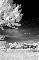 shiawasse_infrared_june-2008_03