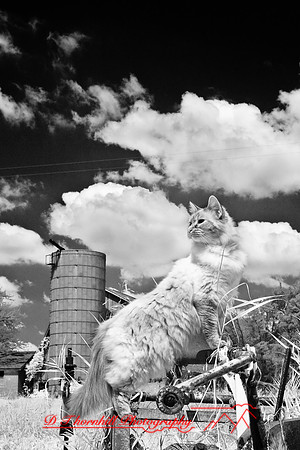 infrared-2009-the_farm_06.jpg