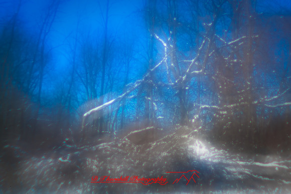 shiawassee_january-2010_04.jpg