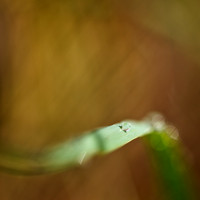 shaiawasses-april-2013-02