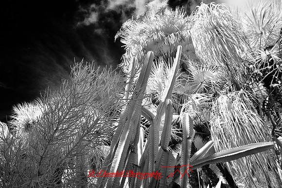 florida-2008-nature-infrared_38.jpg