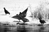 florida-2008-wildlife-infrared_07.jpg