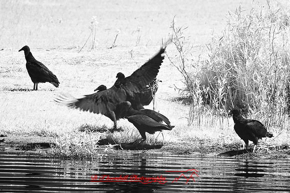 florida-2008-wildlife-infrared_07.jpg
