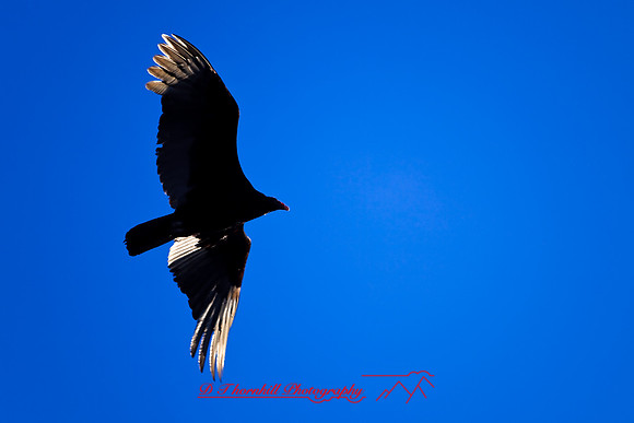 florida-2010-wildlife_22