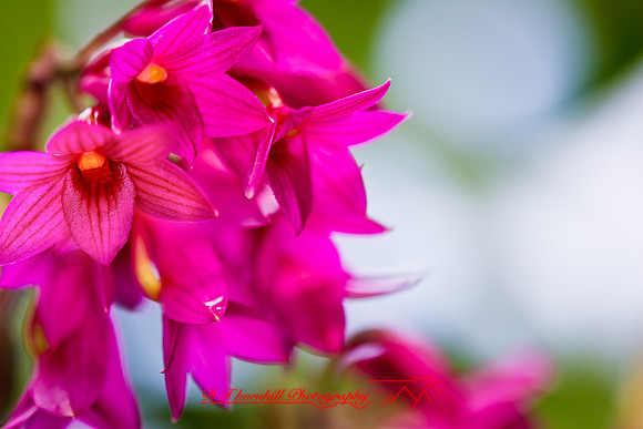 florida-flowers-2011-44-nik