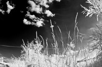 shiawasse_infrared_june-2008_06