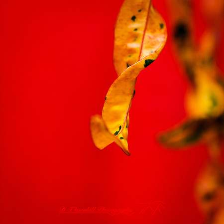 florida-nov-2014-flowers-014