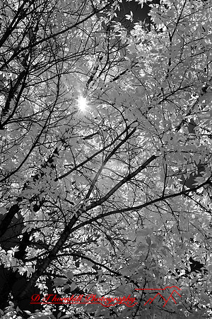 infrared-2008_093