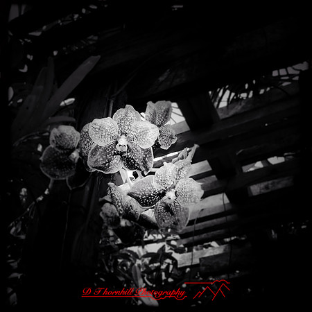 florida-2014-iphone-flowers-011