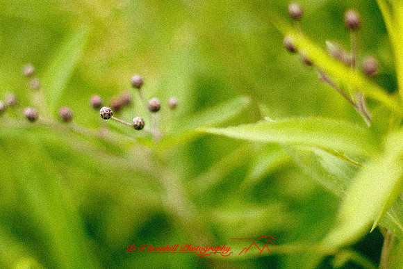 shiawassee-aug-2012-22