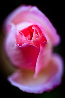 florida-flowers-2011-06