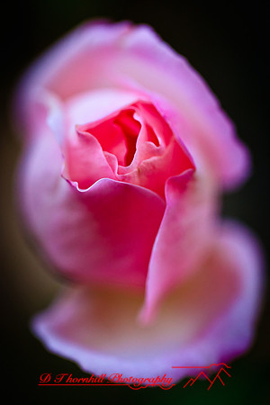 florida-flowers-2011-06