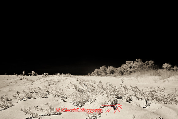 florida-2008-nature-infrared_60-nik.jpg