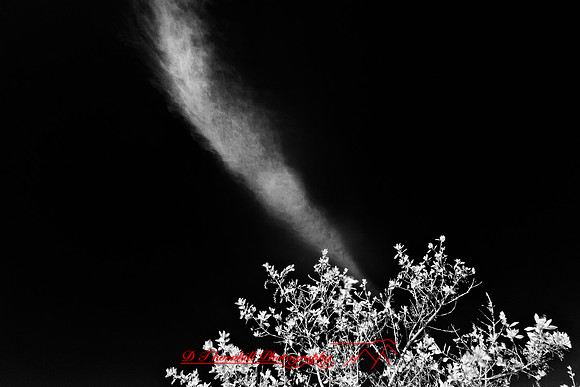 florida-infrared-nature-2011-22-nik