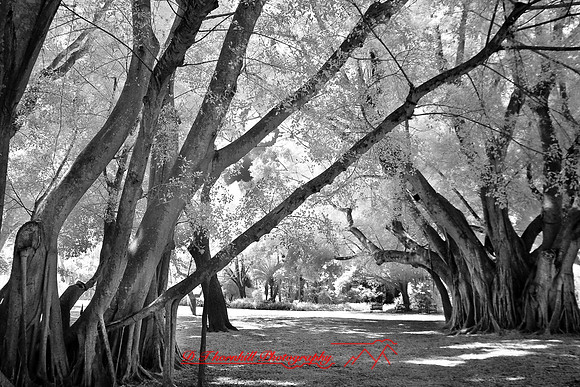 florida-2008-nature-infrared_35.jpg
