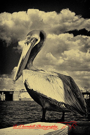 florida-2009-wildlife-infrared_10-nik.jpg