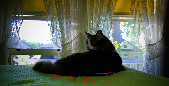 l-m_cats_030.jpg