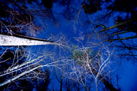 assorted_images-2007_113