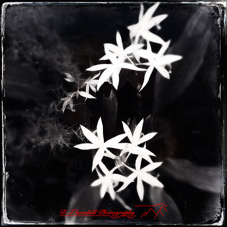 florida-2014-iphone-flowers-026