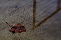 assorted_images-2009_59.jpg