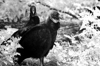 florida-2008-wildlife-infrared_12-nik.jpg