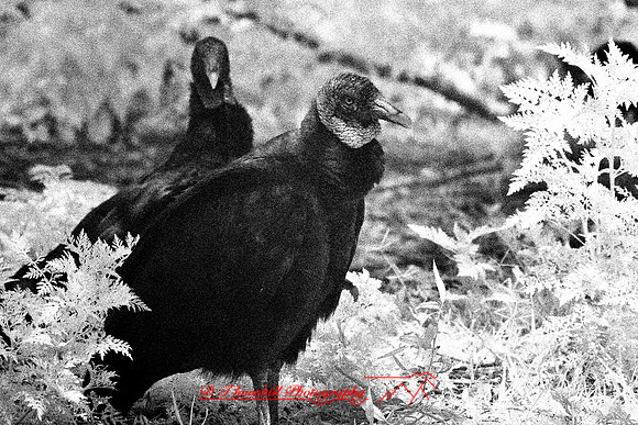 florida-2008-wildlife-infrared_12-nik.jpg