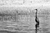 florida-2008-wildlife-infrared_20.jpg