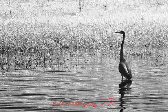 florida-2008-wildlife-infrared_20.jpg