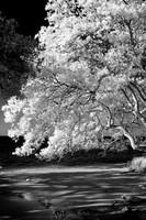 florida-2010-infrared-nature_20