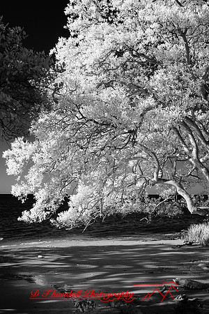 florida-2010-infrared-nature_20