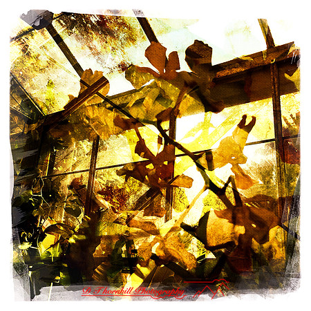 florida-2014-iphone-flowers-013