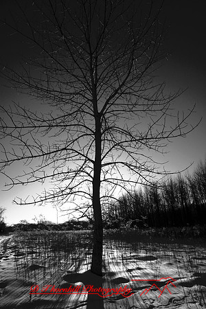 shiawassee-february-2007_003