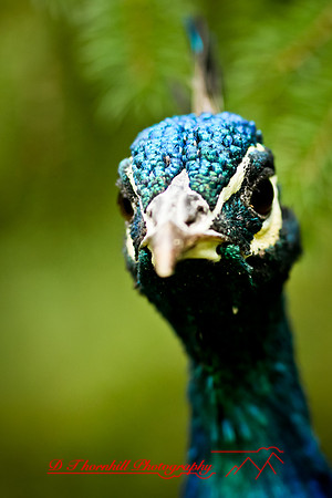 saginaw-zoo-2011-07