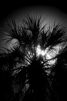 florida-2010-infrared-nature_17