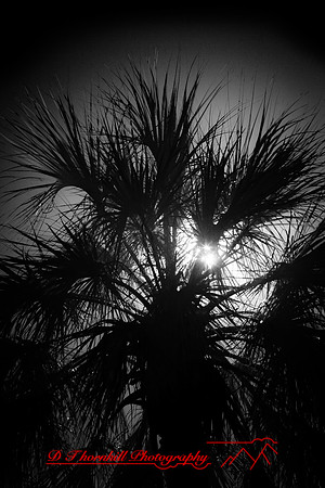 florida-2010-infrared-nature_17