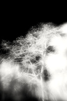 florida-2010-infrared-nature_02-nik