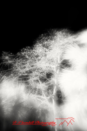 florida-2010-infrared-nature_02-nik