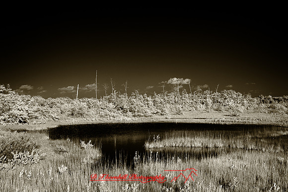 florida-2010-infrared-nature_28-nik