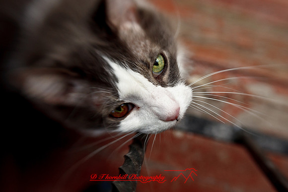 l-m_cats-2011-16
