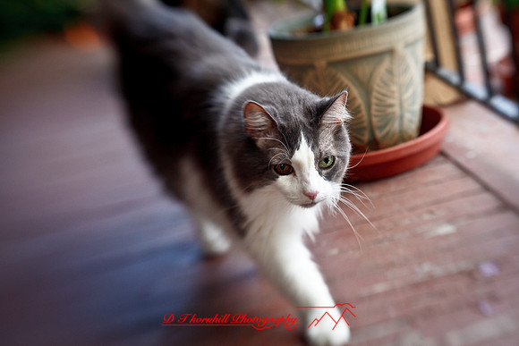 l-m_cats-2011-13